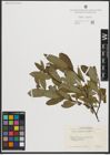 Foto von Salix phylicifolia L.